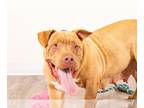 American Pit Bull Terrier Mix DOG FOR ADOPTION RGADN-1234167 - Mandy - American