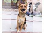 Australian Kelpie-German Shepherd Dog Mix DOG FOR ADOPTION RGADN-1234177 -