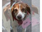 Beagle DOG FOR ADOPTION RGADN-1234178 - Olivia III - Beagle Dog For Adoption