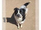 Border Collie Mix DOG FOR ADOPTION RGADN-1234181 - Jack Jack - Border Collie /