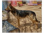 German Shepherd Dog DOG FOR ADOPTION RGADN-1234182 - JR - German Shepherd Dog