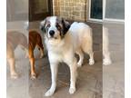 Great Pyrenees DOG FOR ADOPTION RGADN-1234186 - Adonis - Great Pyrenees (long