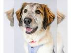 Great Pyrenees Mix DOG FOR ADOPTION RGADN-1234187 - Cheeto - Great Pyrenees /