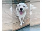 Great Pyrenees DOG FOR ADOPTION RGADN-1234189 - Cabo - Great Pyrenees (long