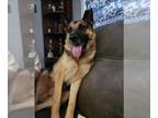 German Shepherd Dog DOG FOR ADOPTION RGADN-1234204 - Finn - German Shepherd Dog