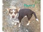 Australian Kelpie-Australian Shepherd Mix DOG FOR ADOPTION RGADN-1234216 - Nancy