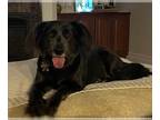 Labrador Retriever DOG FOR ADOPTION RGADN-1234219 - Gemma - Labrador Retriever