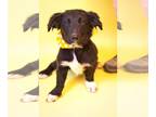 Basset Hound-Border Collie Mix DOG FOR ADOPTION RGADN-1234221 - Eddie - Border
