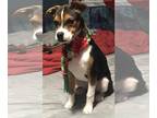Boxer-Jack Russell Terrier Mix DOG FOR ADOPTION RGADN-1234231 - Charlie urgent -