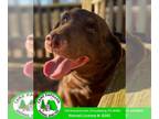 Labrador Retriever Mix DOG FOR ADOPTION RGADN-1234241 - Coco Puff - Labrador