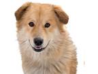 Chow Chow-Labrador Retriever Mix DOG FOR ADOPTION RGADN-1234242 - Leonardo -
