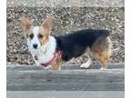 Pembroke Welsh Corgi DOG FOR ADOPTION RGADN-1234243 - Margo - Corgi (medium