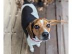 Beagle Mix DOG FOR ADOPTION RGADN-1234261 - Lily - Beagle / Mixed (short coat)