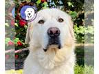 Great Pyrenees DOG FOR ADOPTION RGADN-1234265 - Javier - Great Pyrenees (long