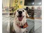 Great Pyrenees Mix DOG FOR ADOPTION RGADN-1234275 - Jonah - Great Pyrenees /