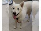 Mix DOG FOR ADOPTION RGADN-1234283 - Ghost - White German Shepherd Dog For