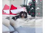 Shih Tzu DOG FOR ADOPTION RGADN-1234303 - Lucy - Shih Tzu (long coat) Dog For