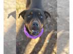 Rottweiler DOG FOR ADOPTION RGADN-1234311 - Sevi - Rottweiler Dog For Adoption