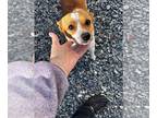 Feist Terrier Mix DOG FOR ADOPTION RGADN-1234319 - Rauger - Feist / Mixed (short