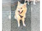 Australian Retriever DOG FOR ADOPTION RGADN-1234326 - Biscuit - Golden Retriever