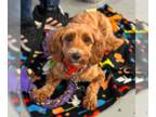 Poodle (Miniature) DOG FOR ADOPTION RGADN-1234357 - Robert - Poodle (Miniature)