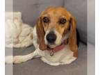 Beagle DOG FOR ADOPTION RGADN-1234358 - Bagel - Beagle (medium coat) Dog For