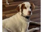 Brittany DOG FOR ADOPTION RGADN-1234359 - MI/Sophie Indy - Brittany (medium