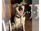 German Shepherd Dog DOG FOR ADOPTION RGADN-1234360 - Stella - German Shepherd