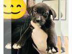 Border Collie-Mastiff Mix DOG FOR ADOPTION RGADN-1234367 - Ros - Border Collie /