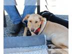 Labrador Retriever Mix DOG FOR ADOPTION RGADN-1234384 - Butter - Labrador