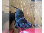 Labrador Retriever Mix DOG FOR ADOPTION RGADN-1234385 - Leonard/Lenny - Labrador