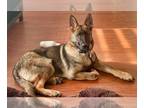 German Shepherd Dog DOG FOR ADOPTION RGADN-1234400 - Lobo - German Shepherd Dog