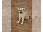 Australian Shepherd Mix DOG FOR ADOPTION RGADN-1234413 - Crystal - Australian