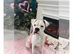 Boxer DOG FOR ADOPTION RGADN-1234417 - Jenny - Boxer (short coat) Dog For