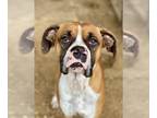 Boxer DOG FOR ADOPTION RGADN-1234424 - Walsh - Boxer Dog For Adoption