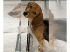 Beagle Mix DOG FOR ADOPTION RGADN-1234428 - Flossy Lonestar - Beagle / Mixed