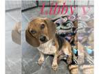 Beagle Mix DOG FOR ADOPTION RGADN-1234429 - Libby Lonestar - Beagle / Mixed