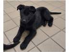 Labrador Retriever Mix DOG FOR ADOPTION RGADN-1234433 - Zia - Labrador Retriever
