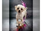 Shih Tzu DOG FOR ADOPTION RGADN-1234435 - Lemon Drop Bonded with April Feb 24 -