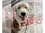 Great Pyrenees Mix DOG FOR ADOPTION RGADN-1234442 - Ludo - Great Pyrenees /