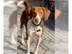 Beagle DOG FOR ADOPTION RGADN-1234450 - Ontari - Beagle Dog For Adoption