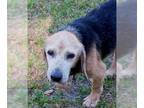 Beagle DOG FOR ADOPTION RGADN-1234451 - Deacon - Beagle Dog For Adoption