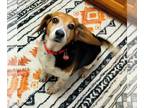 Beagle DOG FOR ADOPTION RGADN-1234452 - Shiloh VII - Beagle Dog For Adoption