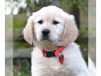 Golden Retriever DOG FOR ADOPTION RGADN-1234457 - Suri - Golden Retriever Dog