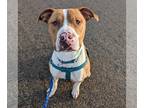 American Pit Bull Terrier DOG FOR ADOPTION RGADN-1234466 - Tarzan Superfly - Pit