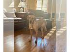 Labrador Retriever-Redbone Coonhound Mix DOG FOR ADOPTION RGADN-1234467 - Remi -