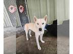 Huskies Mix DOG FOR ADOPTION RGADN-1234475 - Roca - Husky / Shepherd / Mixed