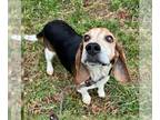 Beagle DOG FOR ADOPTION RGADN-1234480 - Benny III - Beagle Dog For Adoption
