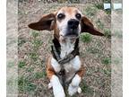 Beagle DOG FOR ADOPTION RGADN-1234481 - Boyd - Beagle Dog For Adoption