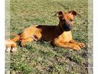 Basset Hound-Boxer Mix DOG FOR ADOPTION RGADN-1234489 - Autumn - Boxer / Basset